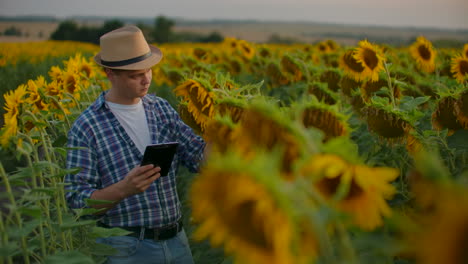 A-farmer-manager-among-tall-sunflowers-writes-down-their-features-on-his-tablet.-He-is-preparing-a-scientific-work-in-biology.